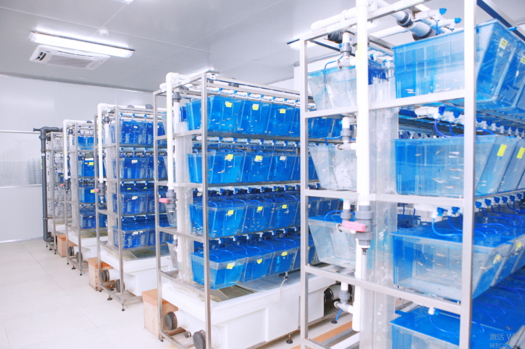 標準解讀丨中科院水生所、清華大學、環特生物等9家單位發布《實驗動物 斑馬魚養殖實驗室建設通用技術規范》標準！